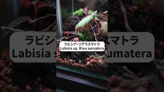 テラリウムで育てたい熱帯植物３選 #terrarium #shorts