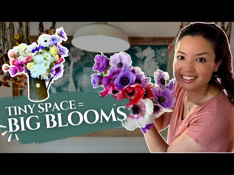 5 Must-Grow Anemones for Small Space Cutting Gardens 🌸 | Micro Flower Farm Tour