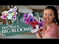 5 Must Grow Anemones For Small Space Cutting Gardens Micro Flower Farm Tour