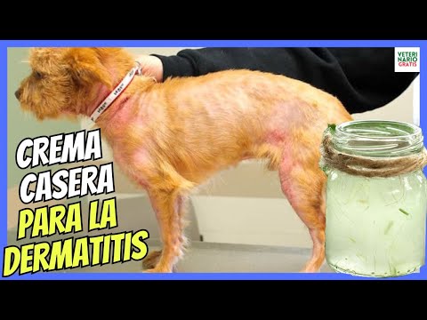 💝 HOW TO MAKE A HOMEMADE ALOE VERA CREAM FOR DOGS WITH DERMATITIS? 💝