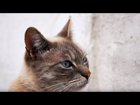 BBC Earth - Are These Cats Actually Speaking? - YouTube