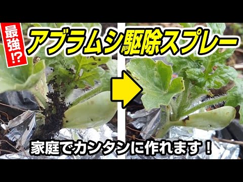 SOS: バラの茂みにアブラムシが侵入しました!ダニを取り除くための環境に優しい4つの家庭療法  庭園