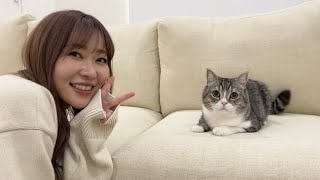 [問卦] 日本的貓貓也是一臉日本樣嗎 卦