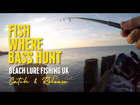 Fish Where Bass Hunt | Beach Lure Fishing UK | Catch & Release