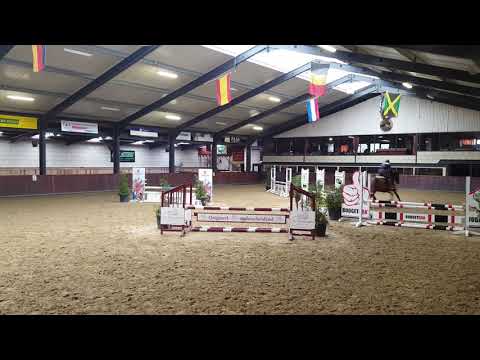 Douglas x Ekstein 5 years old gelding