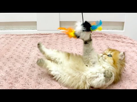 Incredible reaction of a little kitten to a colored mouse | Cute and funny kitten