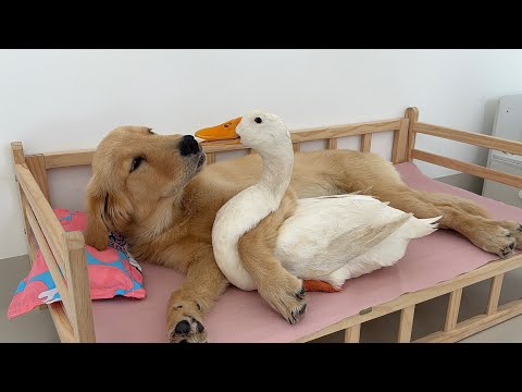 So funny and cute! The duck was in a bad mood and came to the golden retriever for comfort!