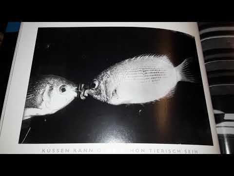 Oskar Denes/Barbara Diu/Debroy Somers Band  Mausie  Col.DB 645