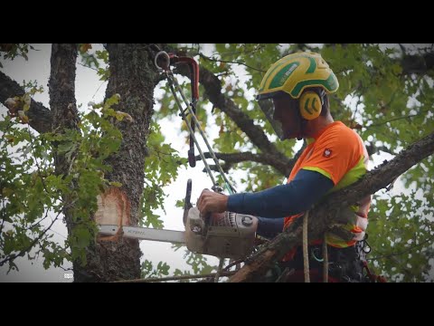 Veteranisation: Why do we deliberately damage trees?