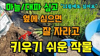 마늘 대파 심고 옆에 심으면 잘 자라고 키우기 쉬운 작물 #11월에심는작물 #텃밭농사