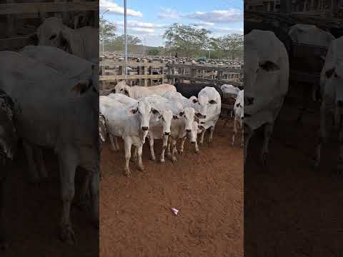 Gado nelore na feira de animais em tabira pe
