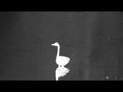 Djuma: Grey Heron - 18:43 - 08/30/21
