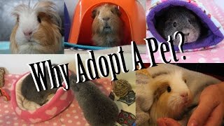 Why Adopt A Pet? FAQs | Adopt Don