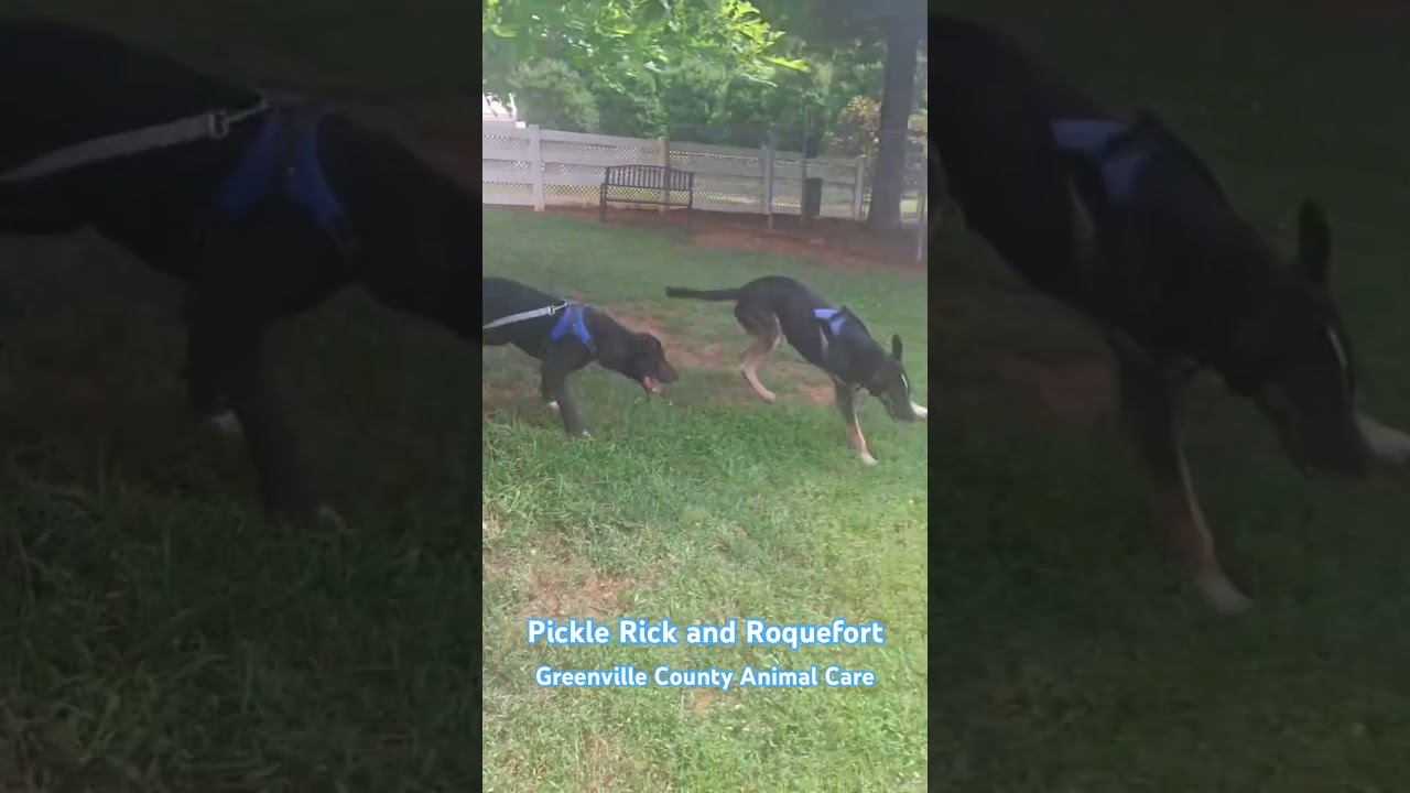 Pickle Rick, a Adoptable Black Labrador Retriever in Greenville, SC video 6/6