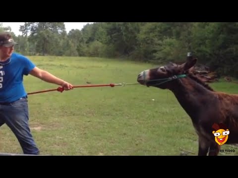 Die lustigsten Tiervideos - lustige Tiere