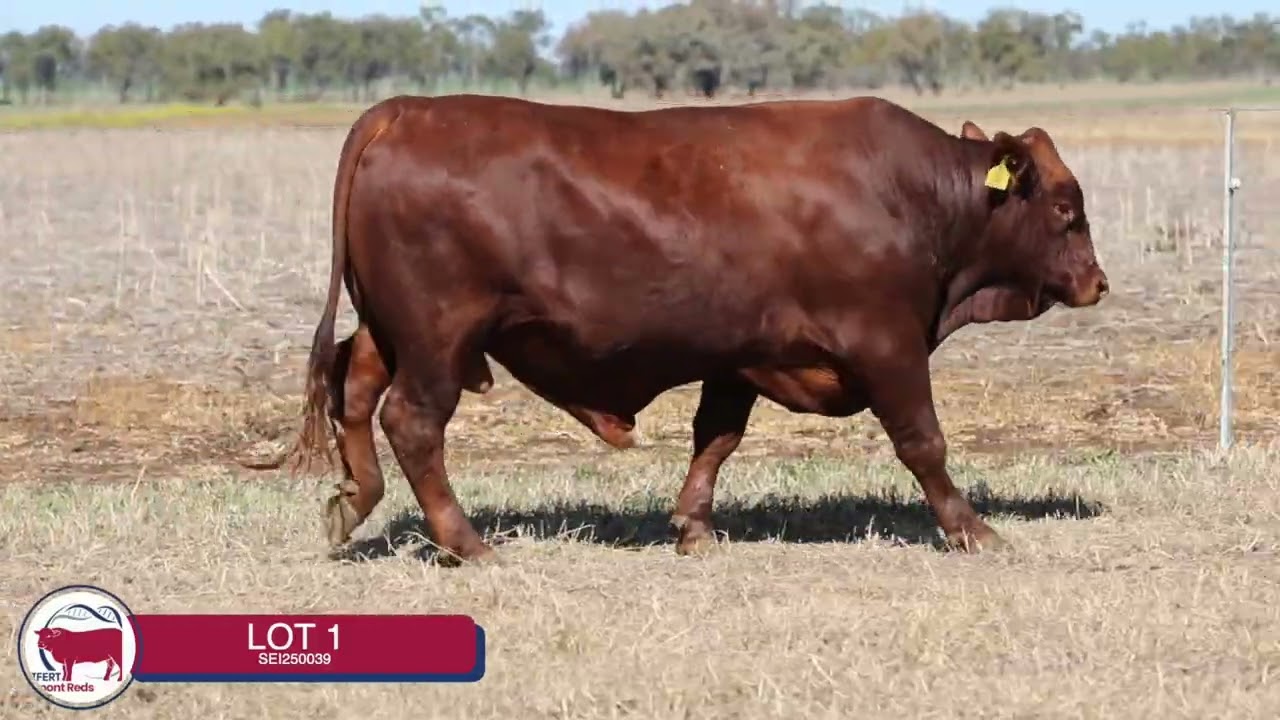 Lot 1