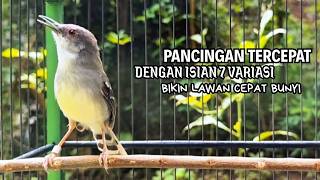 Download lagu CIBLEK SEMI GACOR AMPUH UNTUK PANCINGAN CIBLEK BAHAN DAN MASTERAN CIBLEK MACET SEKETIKA NYAUT mp3