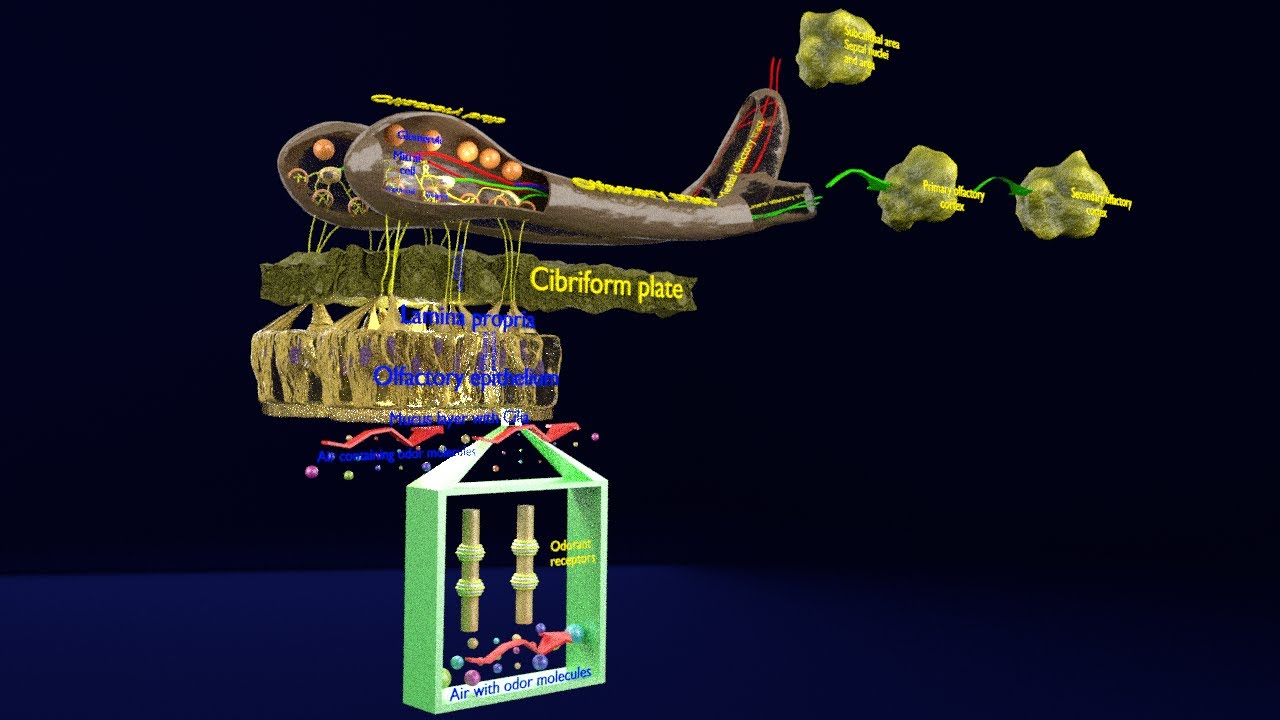 Olfactory system smell odour detail labelled 3D Model