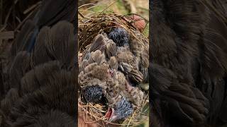 Download lagu Dapat 3 anak burung kutilang langsung dipelihara sampe besar🤤 #605 #KOOKIKO mp3