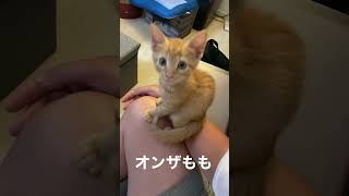 かわいすぎる子猫シリーズ #4