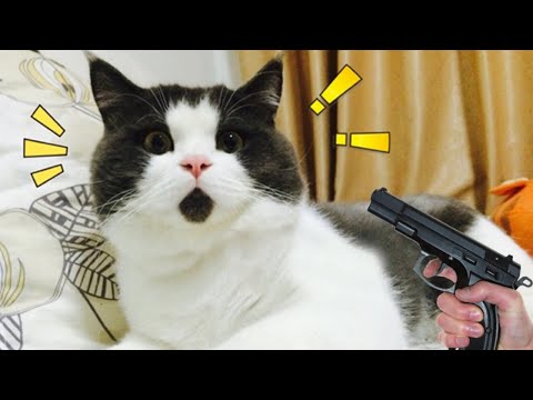 || Best Funny Angry Cat Compilation 2022 😂 || try not to laugh videos 2022 😜 || angry cats