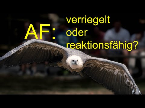 Fokussieren lernen 8 📸 AF verriegelt oder Reaktionsfähig?? Was macht wann Sinn?