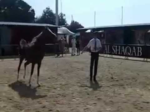 Calypso OS warming up for 2 Yr Old Colt Class in Menton, France 2012 (Part I).MP4