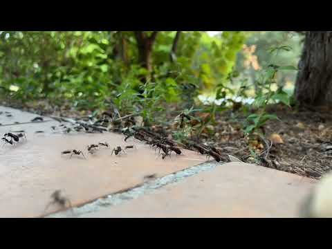 Schopenhauer Rap – Subjekt & Objekt | Aphorismen zur Lebensweisheit im Flow