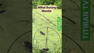 Download lagu mikat Burung Mandar #shorts #mandar #watercock mp3