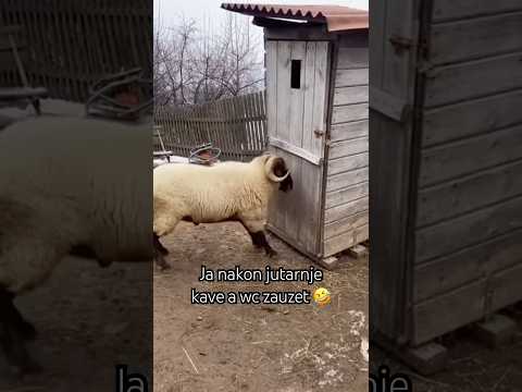 Smiješno:  Ovo sam ja nakon jutarnje kave a wc zauzet 🤣