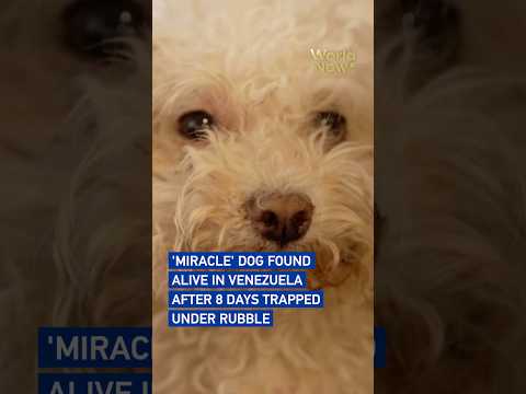 'Miracle' dog found alive in Venezuela after 8 days trapped under rubble #worldnow