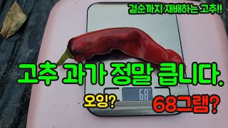 고추 과가 정말 큰 대과종 고추종자 소개!! 고추 농사 잘 짓는 법 대공개!!
