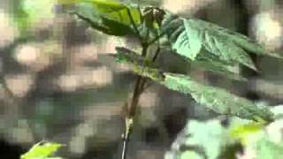 Vibrant maple leaf
