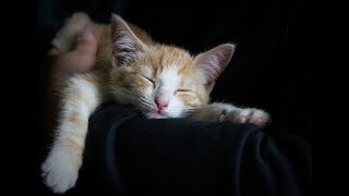 唱歌「なにたべる?」「だいきらい」