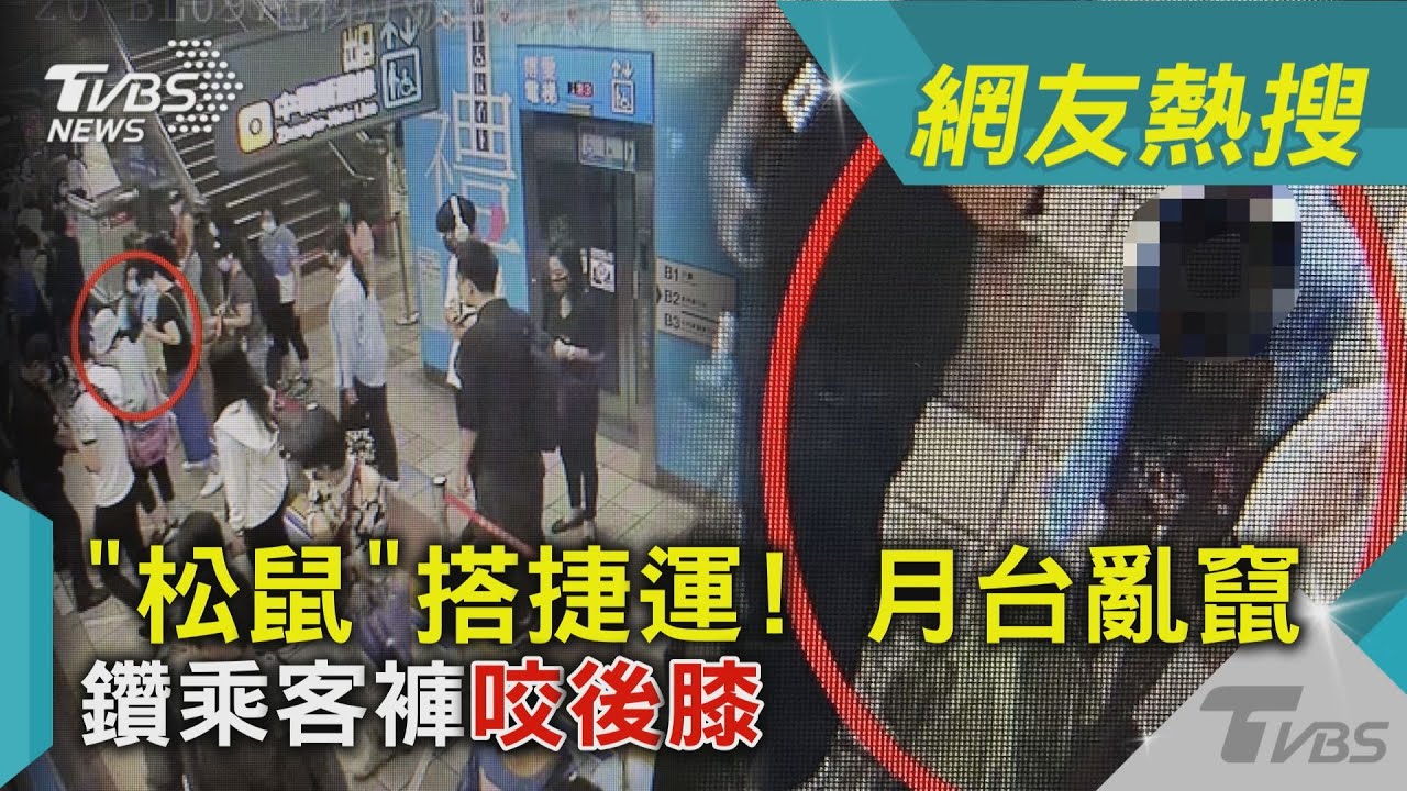 影音/「松鼠」搭捷運!月台亂竄鑽乘客褲咬後膝
