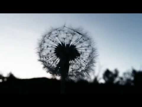Ramon Mirabet - Last Autumn's Dawn (Video Oficial)