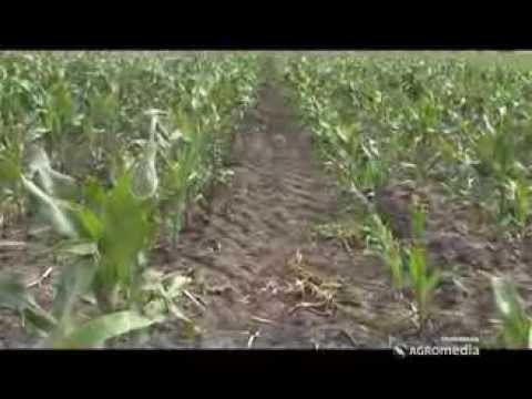 Aflatoksini i crvenilo kukuruza - Ekstrasol