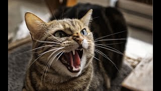 Cory Williams - The Mean Kitty Song