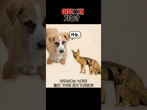 늑대개는 있는데 여우개는 없는 이유