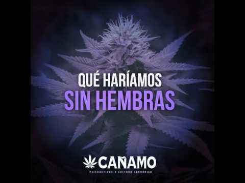 TOSEINA SQUAD - WELEBIX