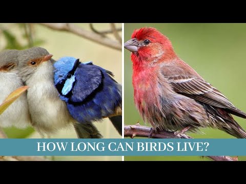image-How many years do wild birds live?
