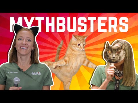 DO CATS ALWAYS LAND ON THEIR FEET? | Episode 3 | Mythbusters