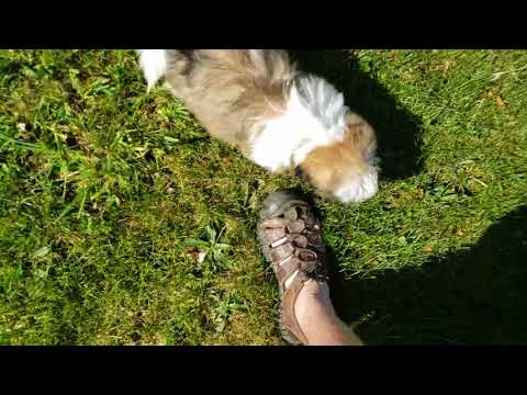 Baxter the amazing Shih Tzu Puppy Playing