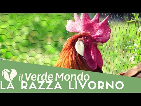 , title : 'La Razza Livorno | Caratteristiche di questa razza avicola | Puntata 2'