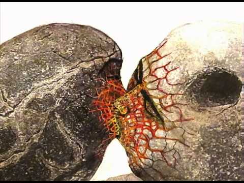 Teledysk