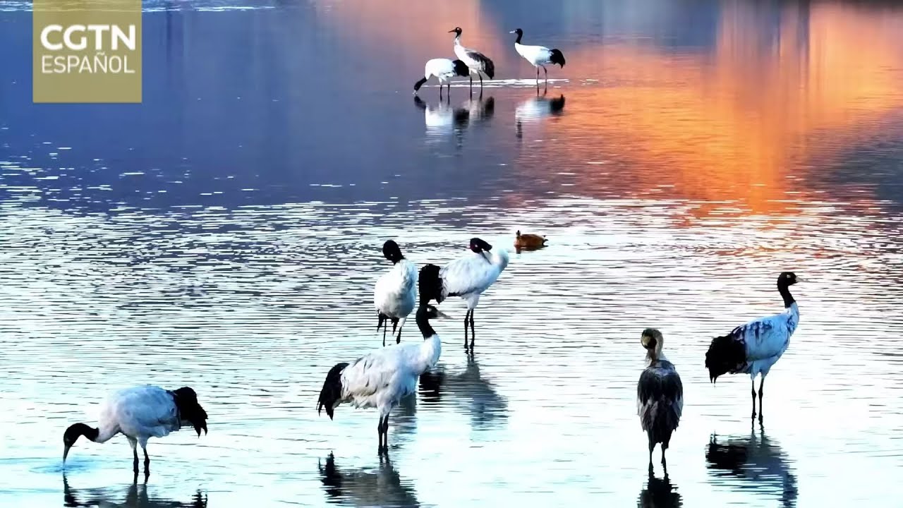 La proliferación de la gruta de cuello negro en Xizang