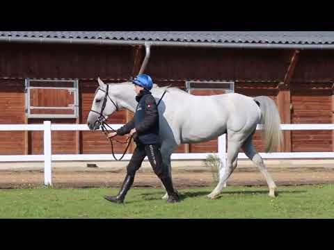 2024 PUREBRED ARABIAN SALE - Lot 60 - c.HATIM ( TM FRED TEXAS x HAIFAA)