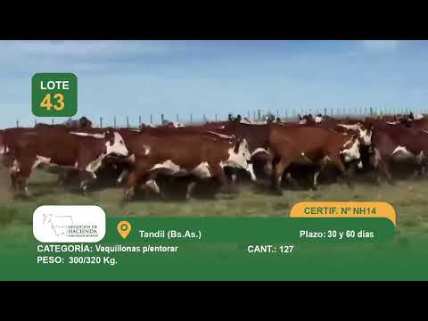 Lote Vq Inv - Tandil Bs As