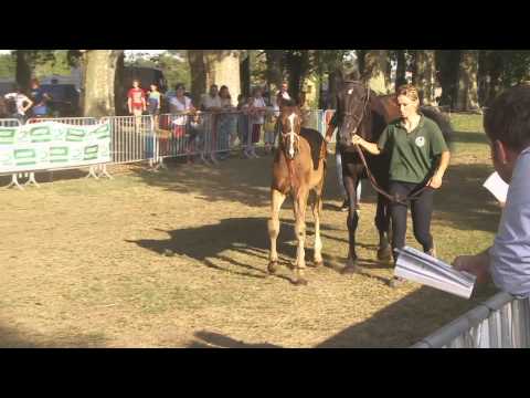 Lot 131- N (Jaka De Thaix 2015) - M15 Secret Singer / Jaka de Thaix