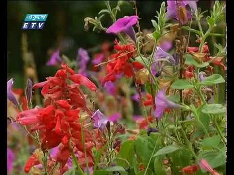 রাজধানী ছেয়ে আছে নানা রঙের ফুলে-পল্লবে